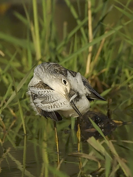 Valkoviklo, Common Greenshank, Tringa nebularia